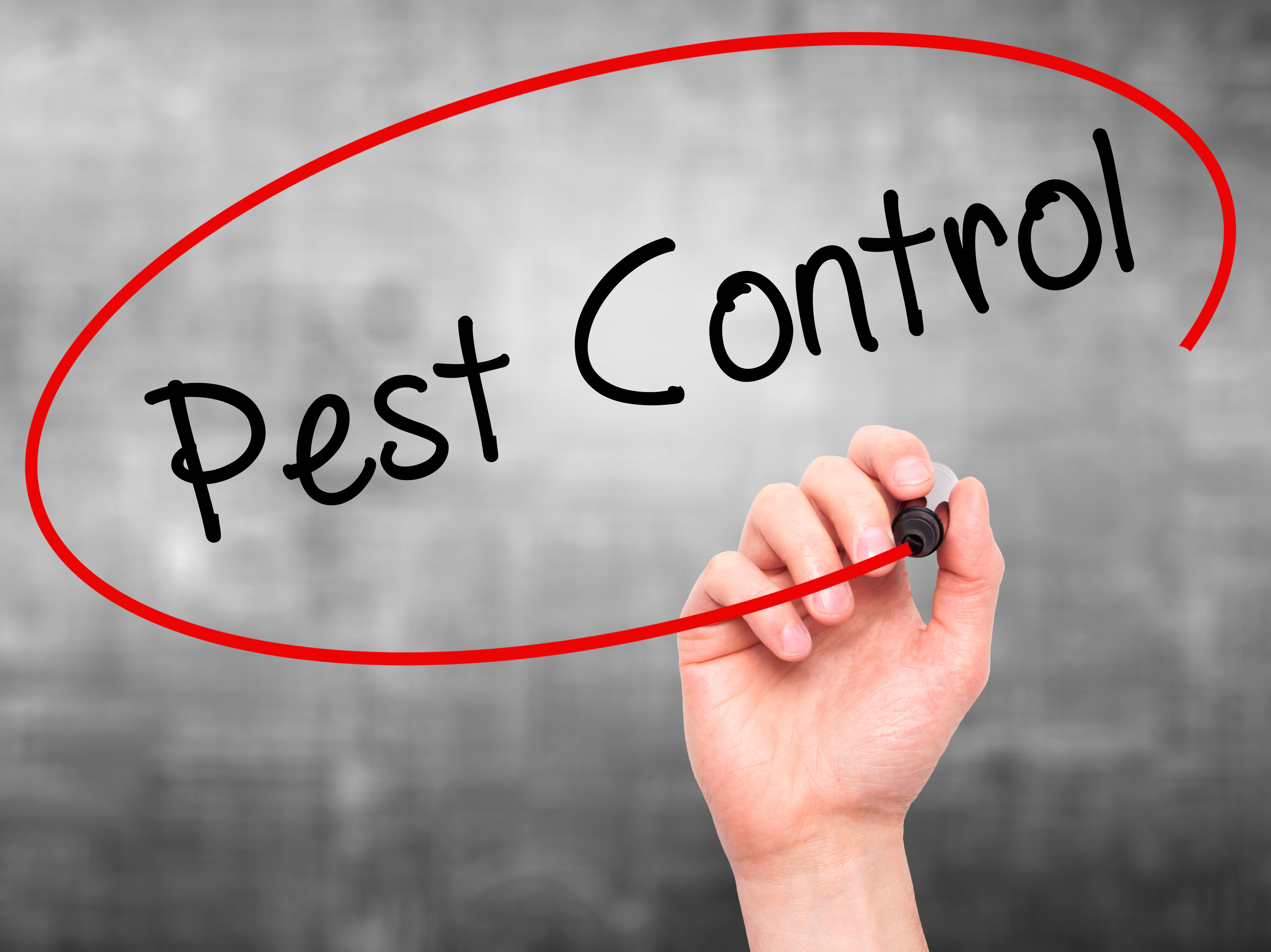 Residential Pest Control Bed Bugs Jenkins Pest Control San Antonio